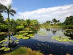 water lilies garden at Naples Botanical Garden