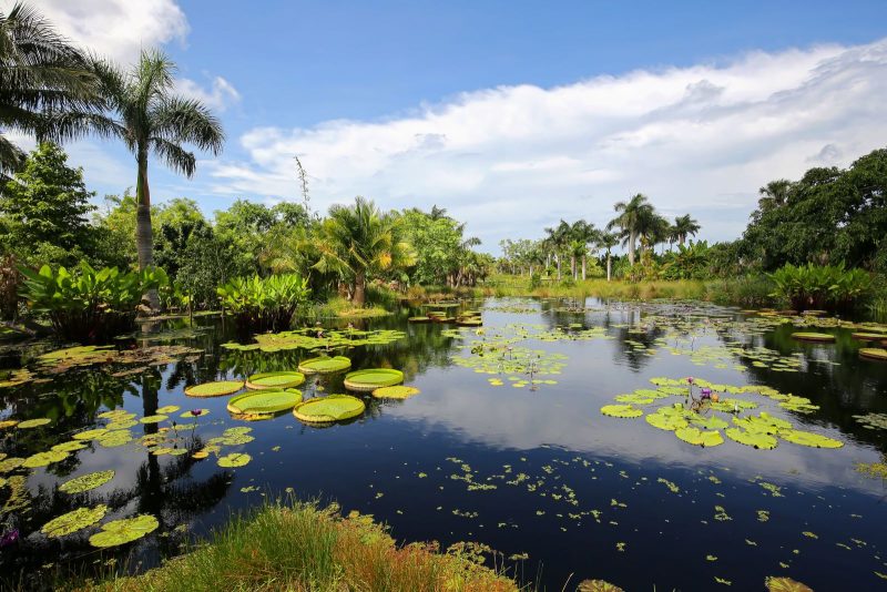 water lilies garden at Naples Botanical Garden